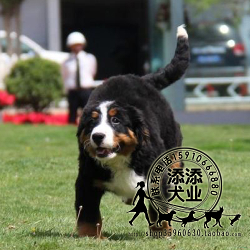 猫咪能吃火龙果吗?揭秘猫咪的饮食奥秘